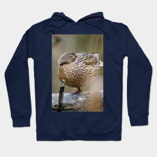 Power Nap Duck Photograph Hoodie